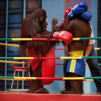 Concern at the Moment: Barbaric Orangutan Boxing in Thailand